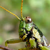 Gafanhoto (Grasshopper)