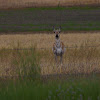 Pronghorn