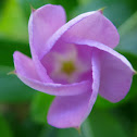 Madagascar Periwinkle (purple)