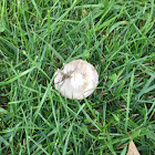 American Mushroom