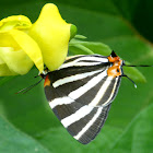 Zebra-striped Hairstreak