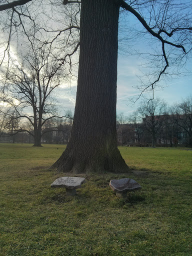 Record Holding Aged Tree