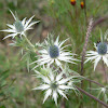 Mexican thistle