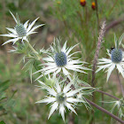 Mexican thistle