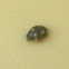 Tiny beetle