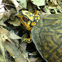 Common box turtle