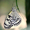 Paper Kite Butterfly / Rice Paper / Large Tree Nymph