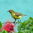 Olive-backed Sunbird or Yellow-bellied Sunbird (female)