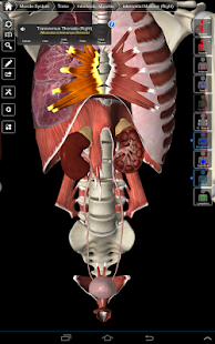 Essential Anatomy 3 - screenshot thumbnail