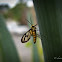 White Antenna Wasp Moth