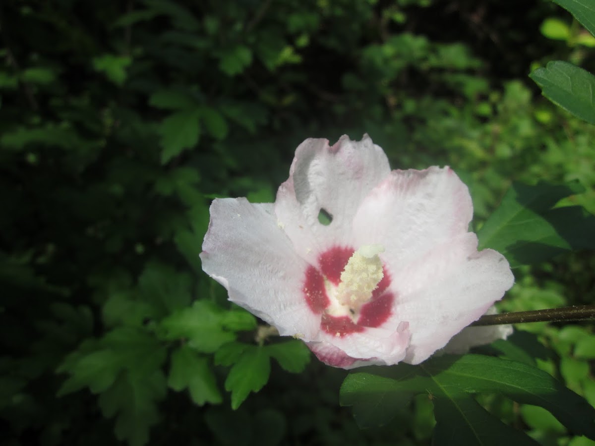 common hibiscus