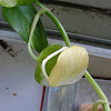 Albino Pothos leaf