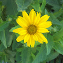 False Sunflower