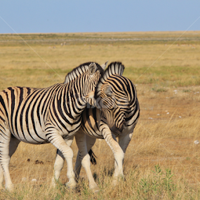 Zebra Love - Striped Affection by Dries Alberts - Animals Other Mammals