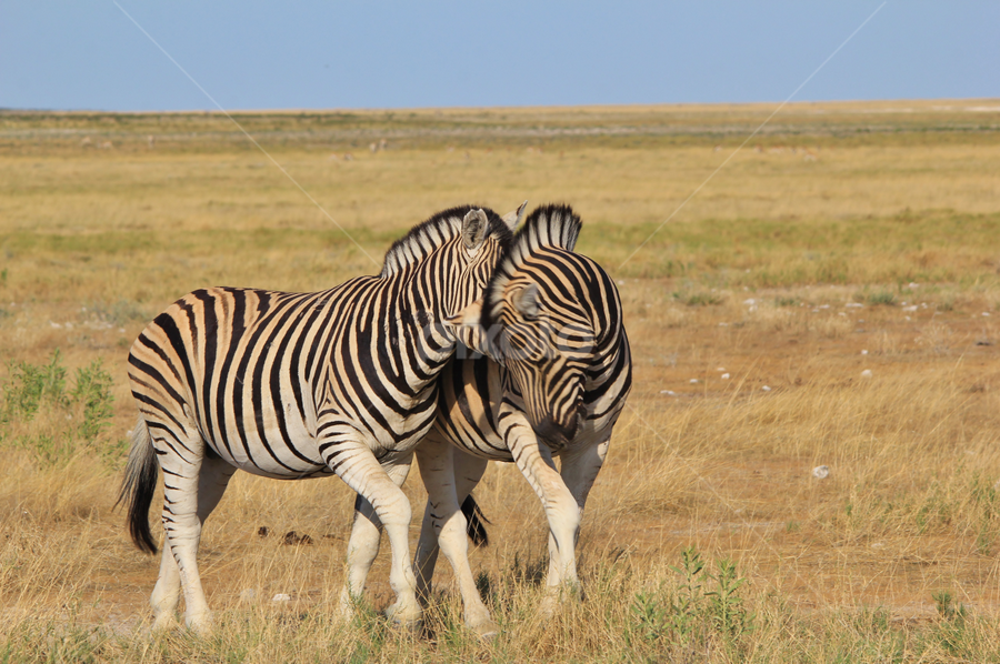 Zebra Love - Striped Affection by Dries Alberts - Animals Other Mammals