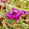Cornflower (purple variety)