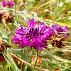 Cornflower (purple variety)
