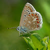 mariposa (Common Blue)
