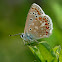 mariposa (Common Blue)