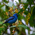 Blue Dacnis, Mielero Azul