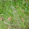 Red oat grass