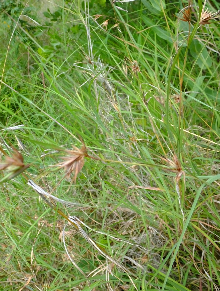 Red oat grass