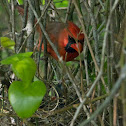 Northern Cardinal nest