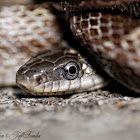 Grey rat snake