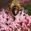Syrphid Fly, Family Syrphidae