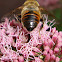 Syrphid Fly, Family Syrphidae