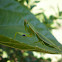 Victorian Green Mantis
