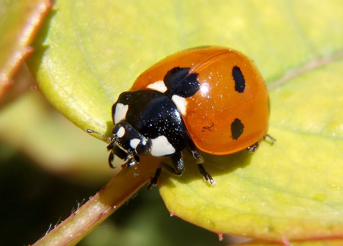 Seven-spot ladybird. Mariquita de siete puntos