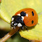 Seven-spot ladybird. Mariquita de siete puntos