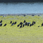 Double crested Cormorants