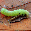 Sprawler moth caterpillar/Kromzitter rups