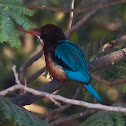 kingfisher