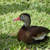 Pato pisingo - Marreca-cabocla