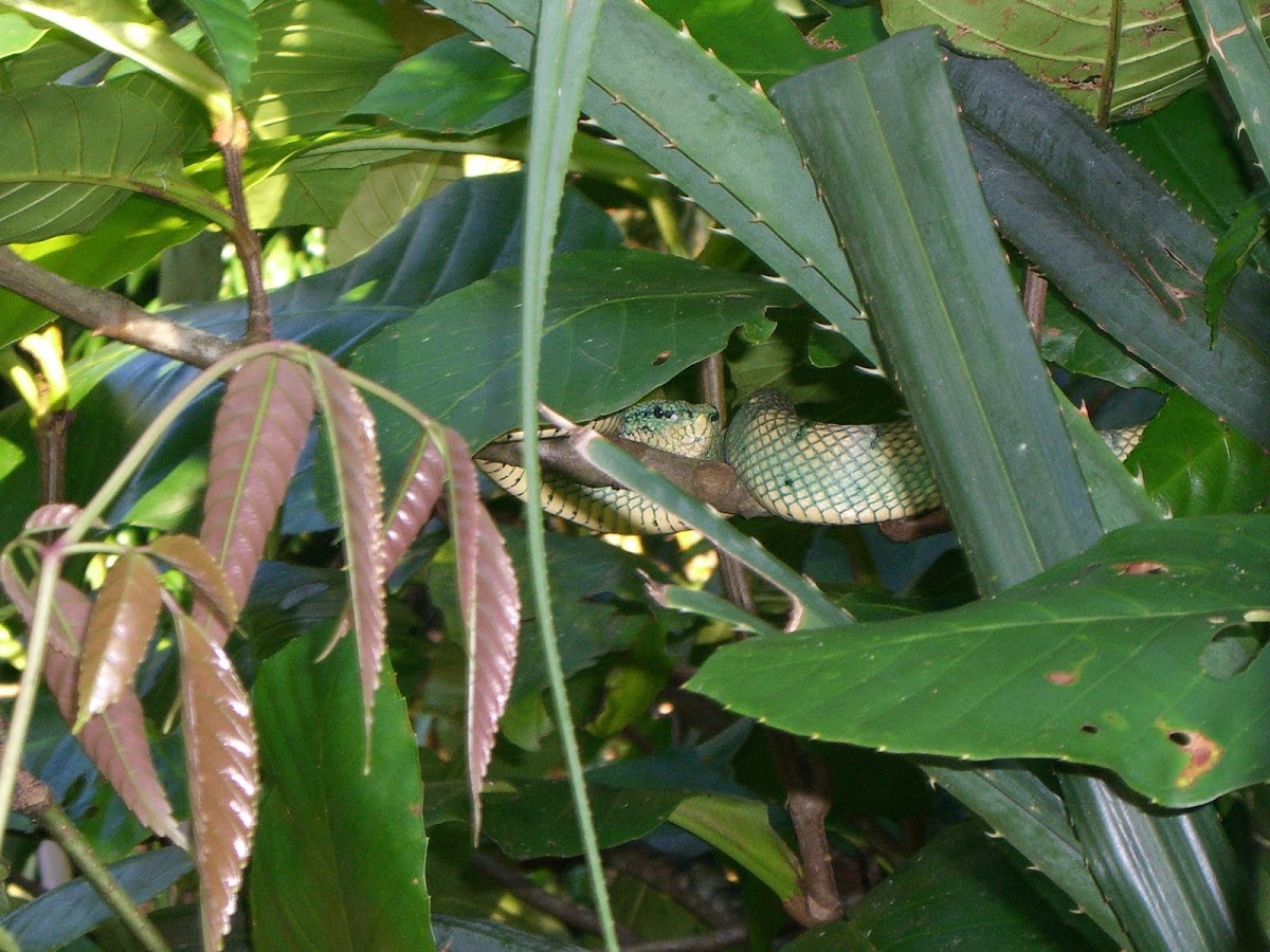 Bornean keeled green pit viper