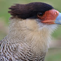 Carancho- Southern Caracara