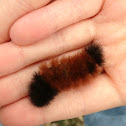 Banded Woolly Bear