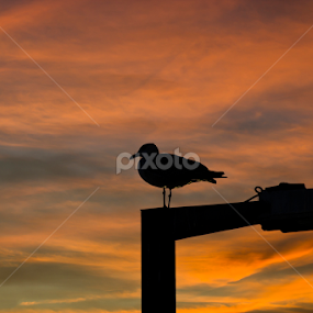 Só! by Simão Matos - Animals Birds