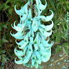 Jade Vine