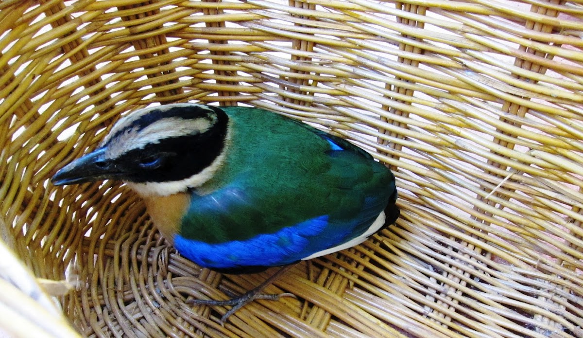 Blue-winged Pitta
