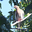 White- winged Dove