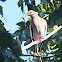 White- winged Dove