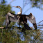 Australian Darter - Snakebird