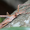 Twig winged katydid