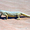 Spiny tail lizard ; Arabic- Dhub/Dhab
