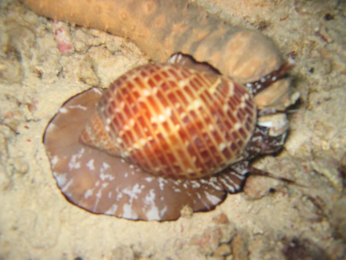 Snail attacking Sea Cucumber