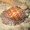 Snail attacking Sea Cucumber